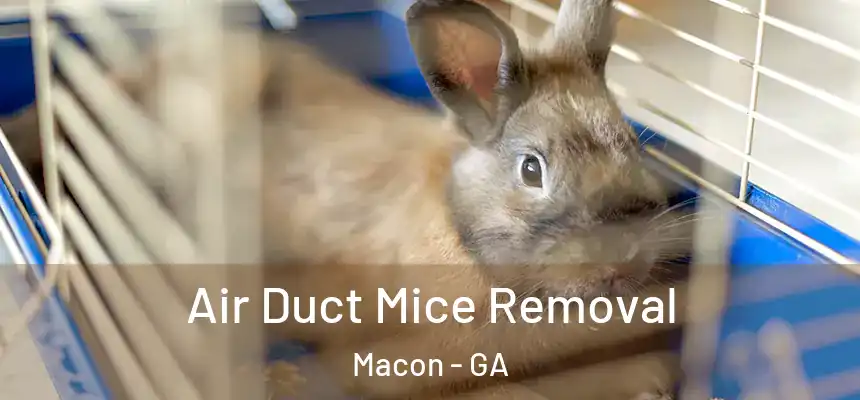 Air Duct Mice Removal Macon - GA